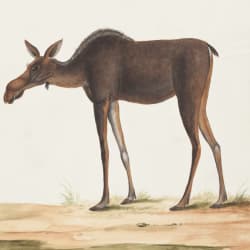 moose