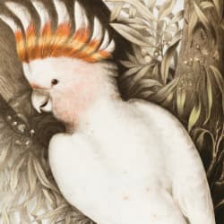 The White Parrot