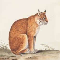 The red cat
