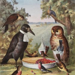 Bird meal