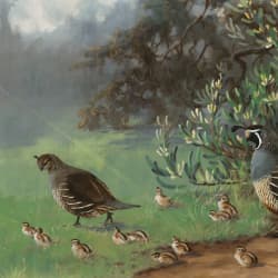Chicks