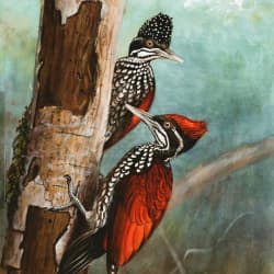 Woodpeckers