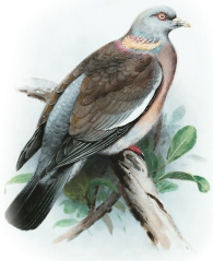 bird